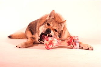 Futter